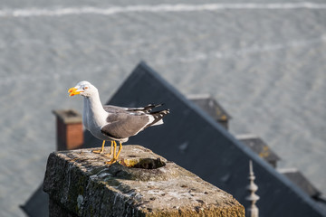 Two seagull standing on a roof