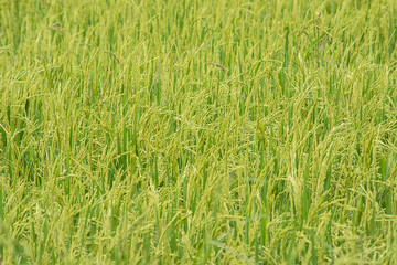 Green rice field.