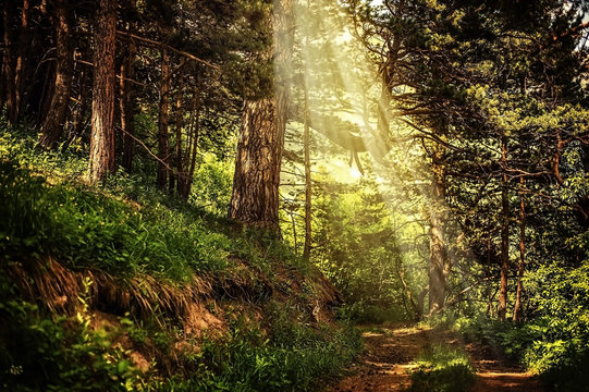 Fototapeta path in the beautiful magic forest and sun rays