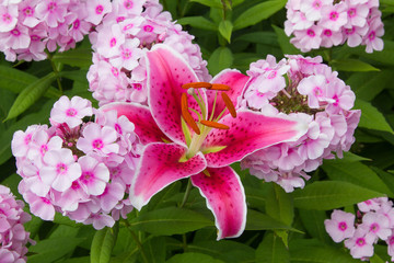 Rosa Feuerlilie und Phlox Flammenblume