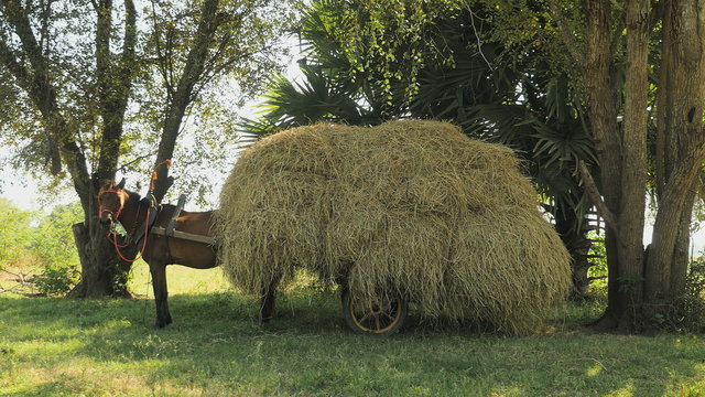 Horse cart loaded with hay waiting on a field	