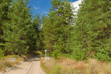Sandy road to pine forest