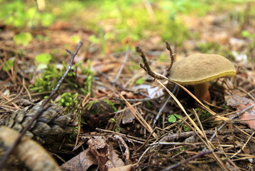 Podgrzybek (Bolete)