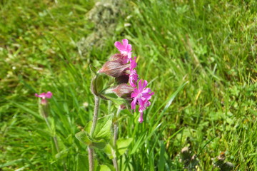 herrgottsblut-rote lichtnelke-silene dioica