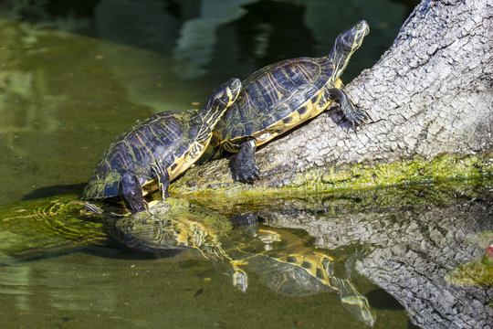 Pond slider turtles on a branch