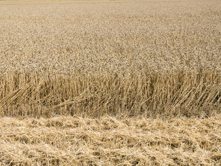 Harvest time