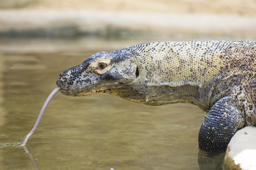 Fototapeta premium Komodo dragon drinking