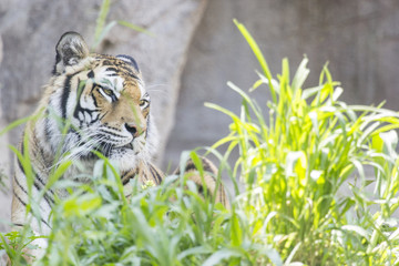 Tiger in the grass
