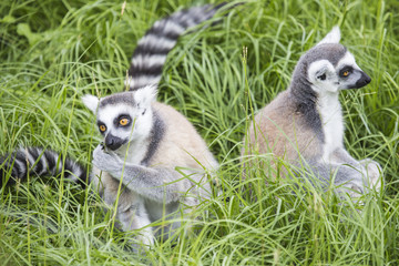 Ring-tailed lemurs feeding