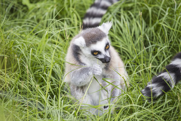 Ring-tailed lemur eating