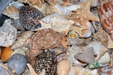 Beautiful souvenirs shells from the seas and oceans for tourists