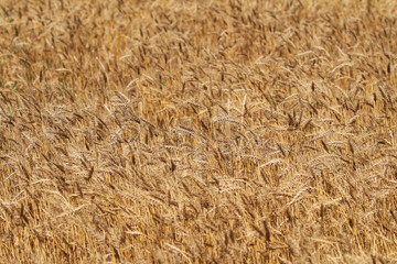 backdrop of ripening ears of yellow rye field