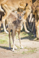 Calf of waterbuck looking at camera