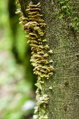 Macro of a mushrooms