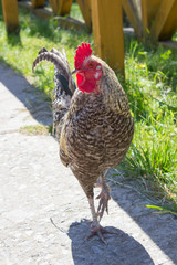 cock Dominecker/thoroughbred cock cock cock Dominetsker very well known in the US as she is older breed, a rare breed chickens