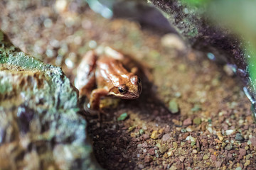 Macro of a brown frog in the water