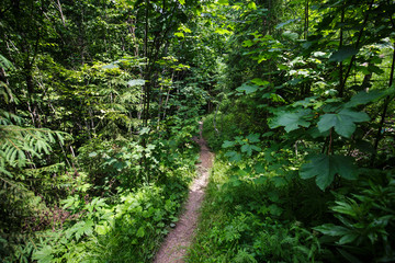 Trail through the forest