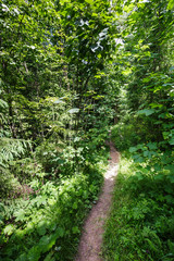 Trail through the forest