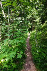 Fototapeta na wymiar Trail through the forest