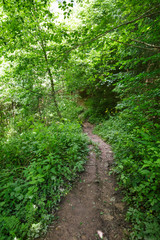 Obraz premium Trail through the forest