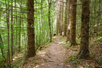 Marked trail through a pine forest