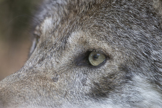 Closeup of the eye of a gray wolf