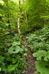 Obraz premium Marked trail through the forest