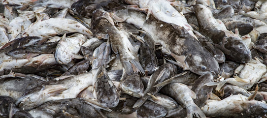 Pile of fish