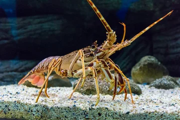 Colourful Tropical Rock lobster under water © Ruslan Gilmanshin