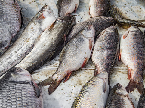 Rohu Fish In Rows