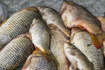 Heap of carp fish
