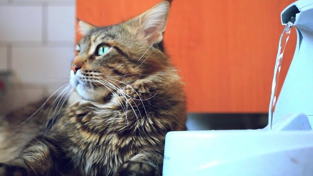 Cat maine coon lying near the fountain automatic waterers for