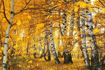 Papier Peint photo Lavable Bouleau automne bosquet de bouleaux dorés