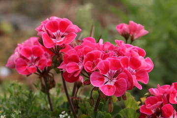 Geranium
