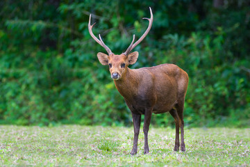 Naklejka na ściany i meble Hog deer on field, Phukhieo Wildlife Sanctuary, Chaiyaphum province. Thailand