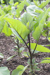 Aubergine - Black Beauty