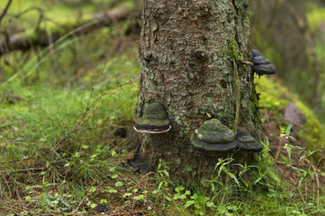 Tree Fungus