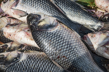 Rohu fish on sale