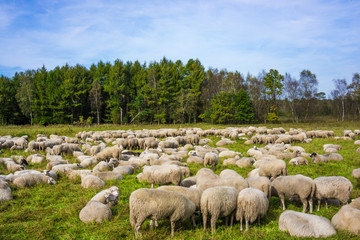 Fototapeta premium group of sheep on a pasture. Grazing lamb