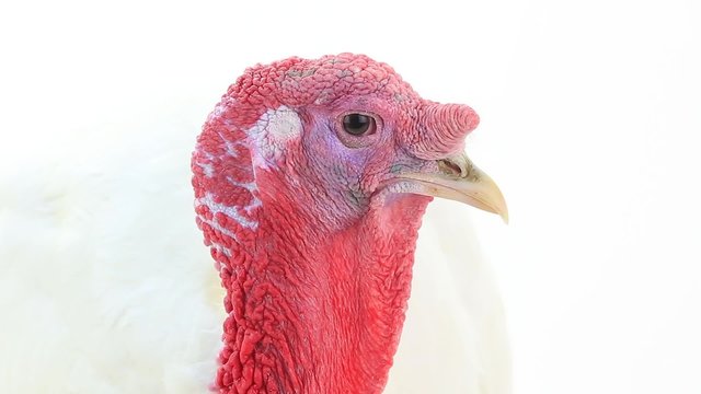 white turkey-cock on the white screen