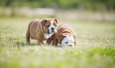 Cute english bulldog puppies playing outdors © Tatiana Katsai