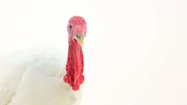 white turkey-cock on the white screen