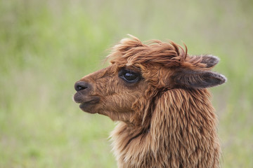 Portrait of brown alpaca head with big eyes on green background.