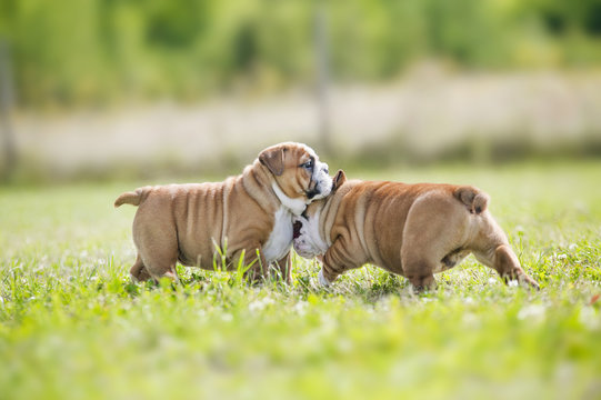 Cute english bulldog puppies playing outdors