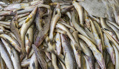 Fototapeta premium Fish with ice