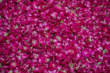 Fototapeta premium Rose petals forming flowerbed