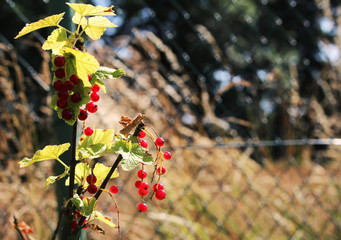 Detail of red currant in the garden