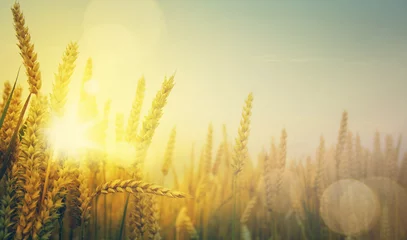 Photo sur Plexiglas Campagne champ de blé doré art et journée ensoleillée