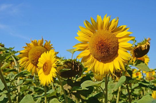 Idyllic landscape with large sunflowers against the sky on a sun