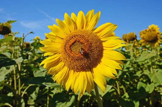 Fabulous landscape of single sunflower and bee against the sky o